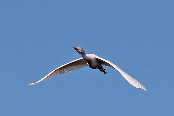 Koereiger